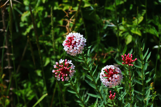 狼毒花野花