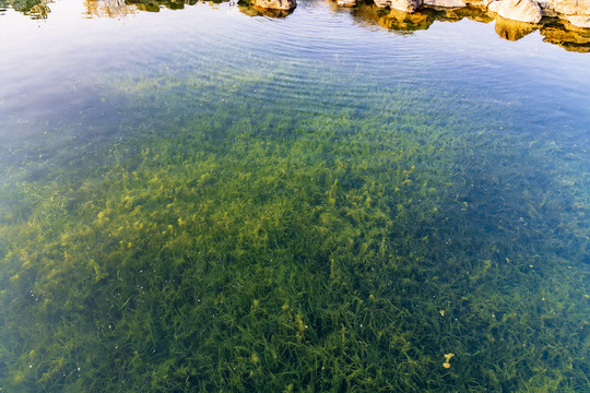 湖水水草