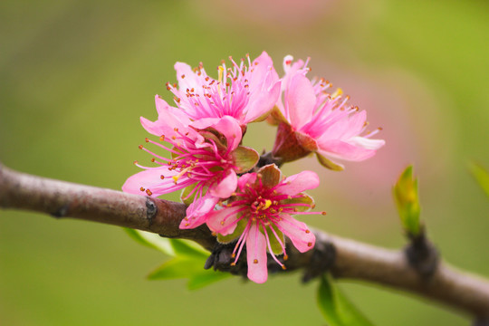 桃花