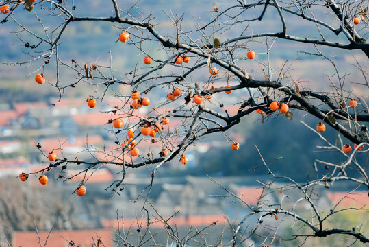 秋后山野里柿子树上红彤彤的柿子