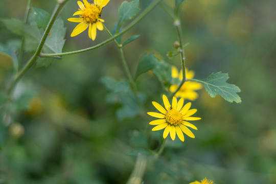 小黄花