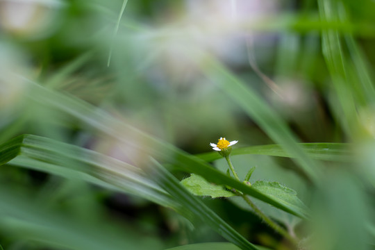 小野菊