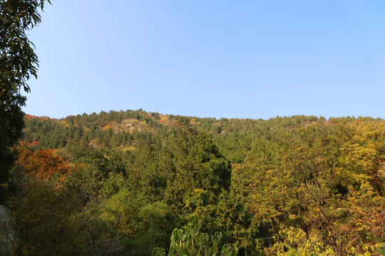 森林氧吧北京百望山