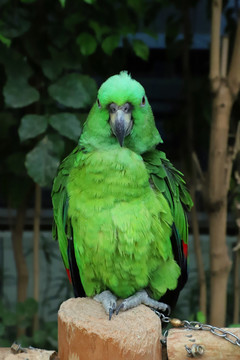 亚马逊鹦鹉