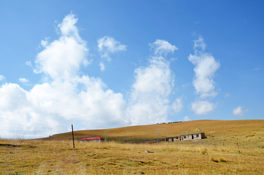 高原牧场