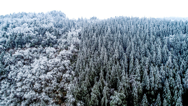 森林初雪