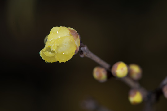 腊梅花