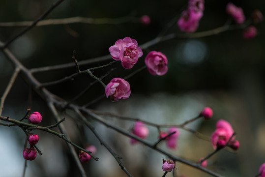 红梅花