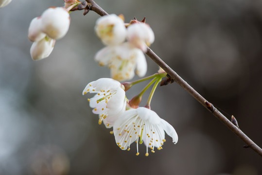 樱花