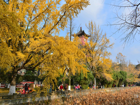 四川大学银杏