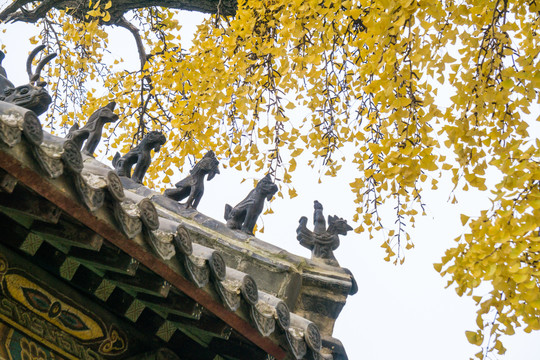 日照浮来山定林寺四千年银杏树