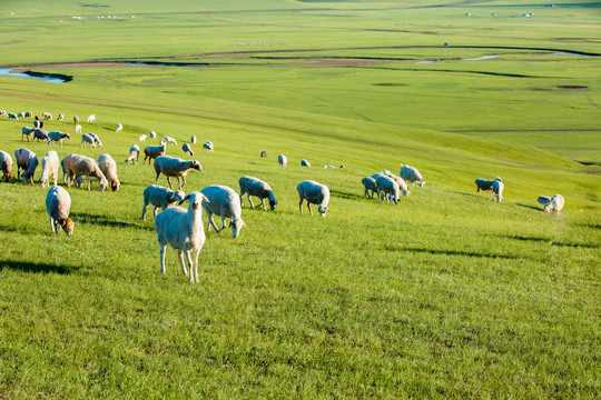 草原上山坡吃草的羊群
