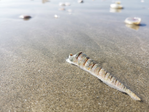 沙滩海螺