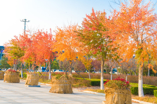 秋天行道树