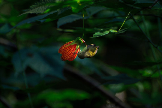 灯笼花和太阳鸟