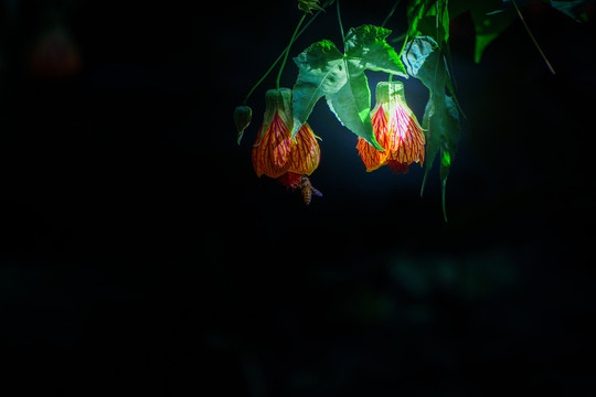 灯笼花和太阳鸟