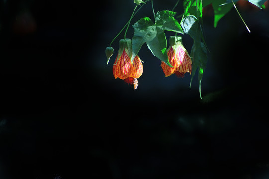 灯笼花和太阳鸟