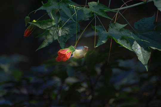 灯笼花和太阳鸟