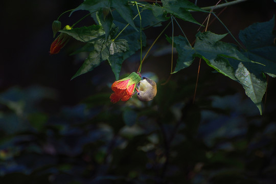 灯笼花和太阳鸟