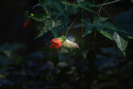 灯笼花和太阳鸟