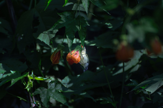 灯笼花和太阳鸟