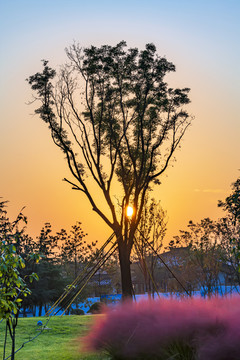 夕阳下的国槐树
