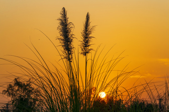 夕阳下的蒲苇草