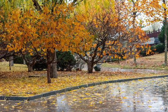 秋雨中的公园风景