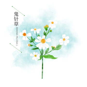 鬼針草中草藥手繪