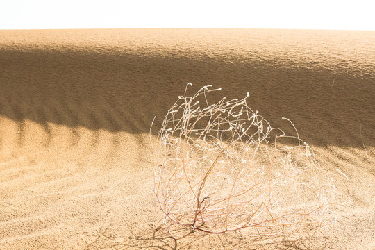 沙漠枯草