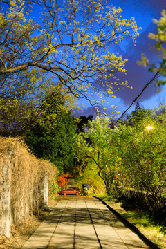 北京大学校园风光林荫道夜景