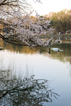 北大未名湖春光桃花盛开野鸭