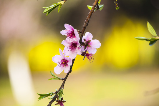 桃花