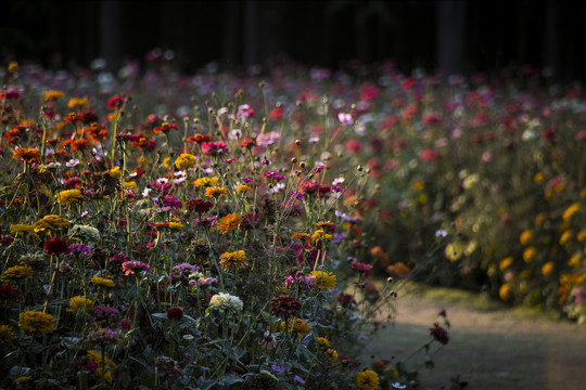 菊花花海