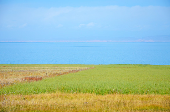 青海湖边农场