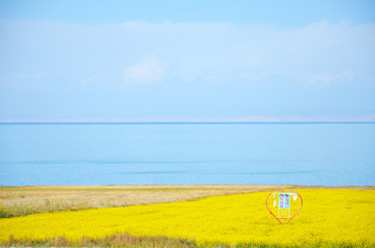 青海湖油菜花