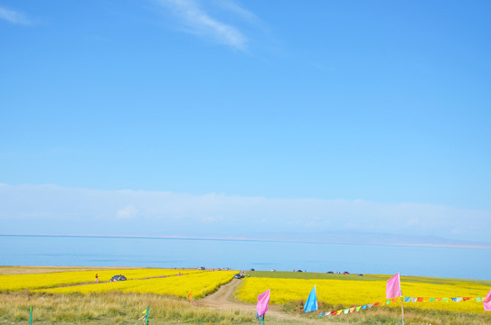 青海湖油菜花