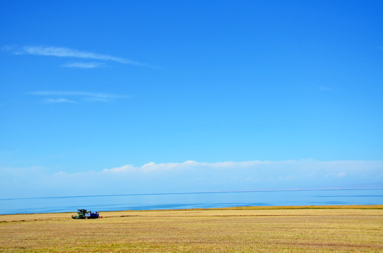 青海湖秋收