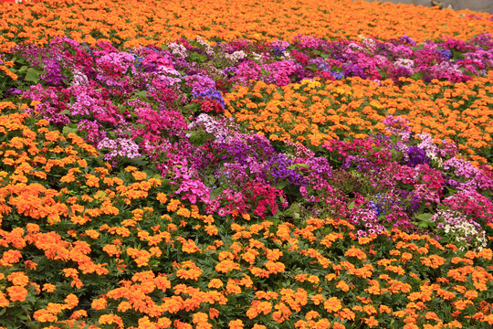 花坪花园草坪