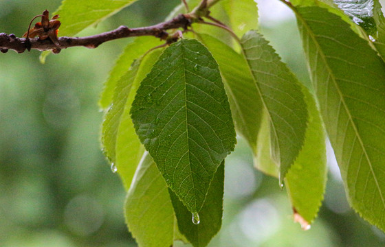 雨后树叶特写