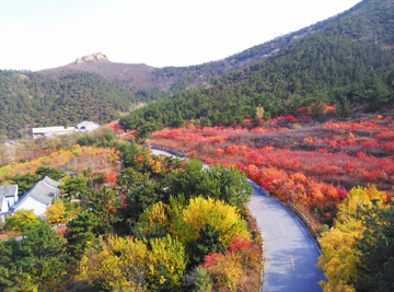 莱州市云峰山红叶