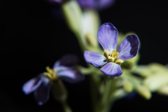 萝卜花