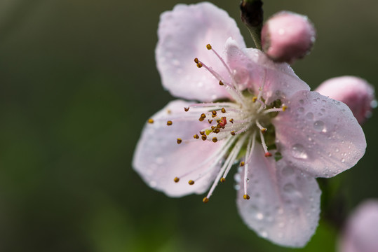 桃花