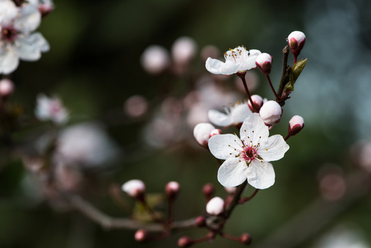 樱花