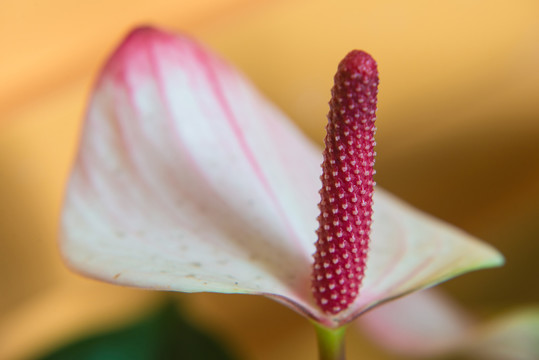 火鶴花