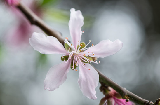 桃花