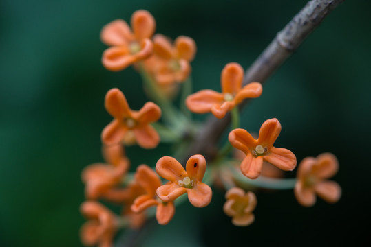 桂花