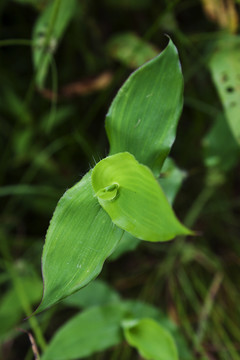 稗荩