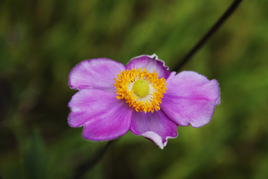 打破碗花花