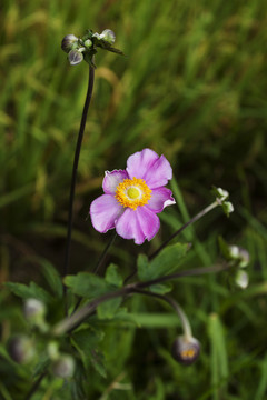 打破碗花花